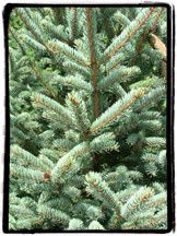 Meyer's Spruce Christmas Tree