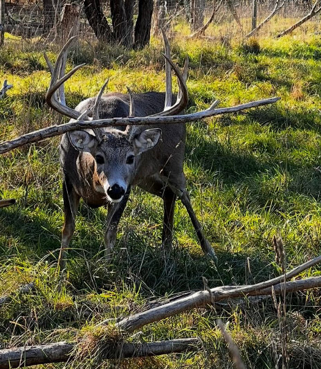 Buck Deer in grass field