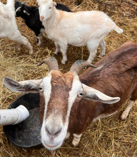 goats in a pen