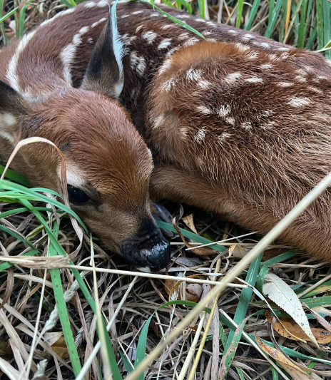 Baby Deer