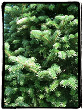 balsam