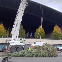 Large Tree set up at Casino