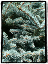blue spruce
