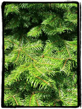 grand fir