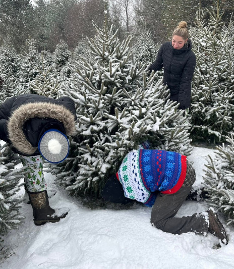 picking a tree