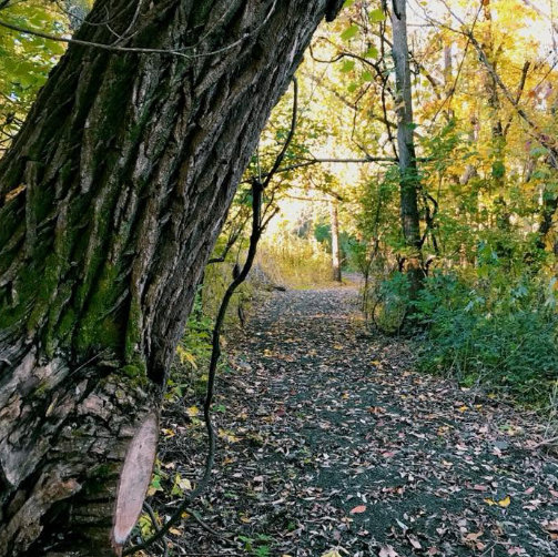Nature Trail Path in woods