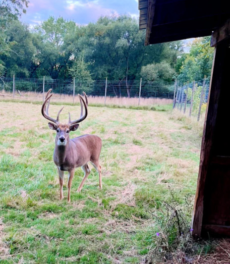 deer