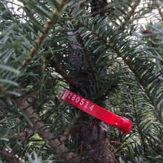 Tree with Red Band on it