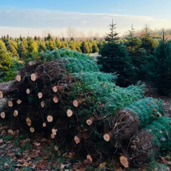 Erway's Trees