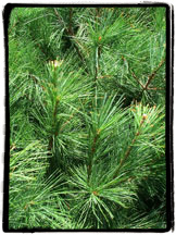 White pine